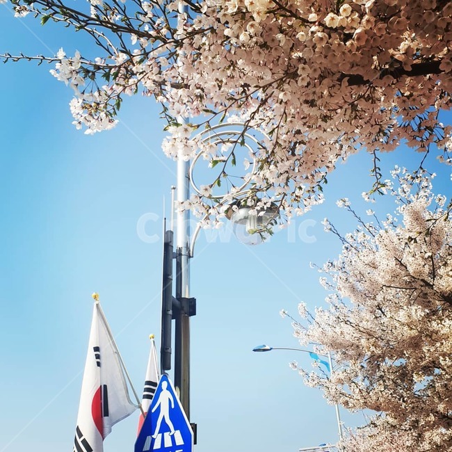 벗꽃,가로등,봄,그날,국기