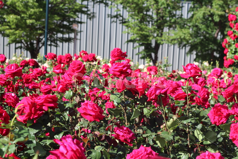 장미축제,장미꽃,장미,꽃,rose,redrose,flower,plant,식물,빨간장미,아름다운,화려한,식물,자연,plants,nature,꽃,flower