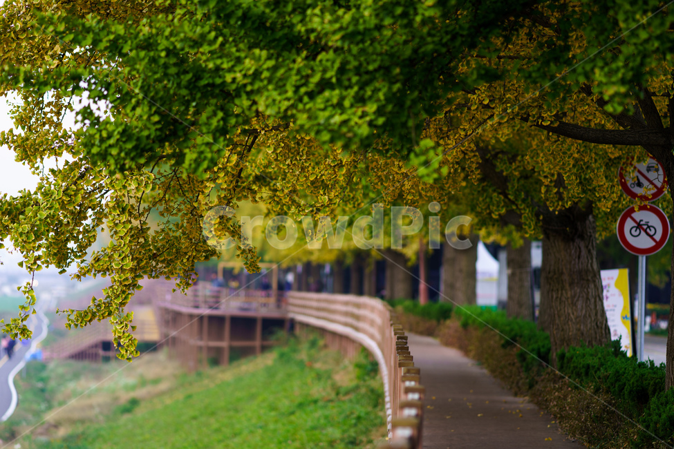 은행나무,가을,길,아산곡교천,autumn,가을,계절,fall,autumn,season,자연,풍경,nature,landscape,tree,나무,plant,식물,tree trunk,나무 줄기