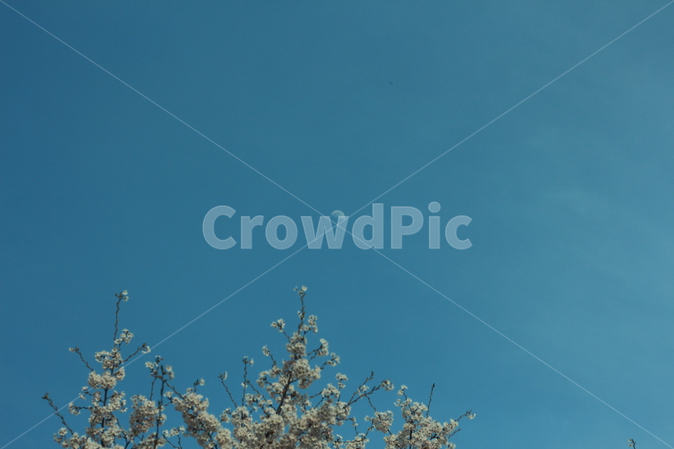 하늘,달,꽃,풍경,낮에나온달,봄,계절,spring,season,식물,자연,plants,nature,꽃,flower