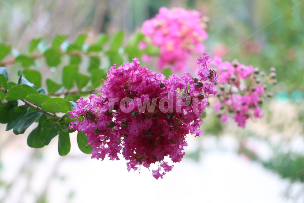 배롱나무,백일홍,분홍색,싱그러움,초록색,여름,식물,자연,plants,nature,꽃,flower