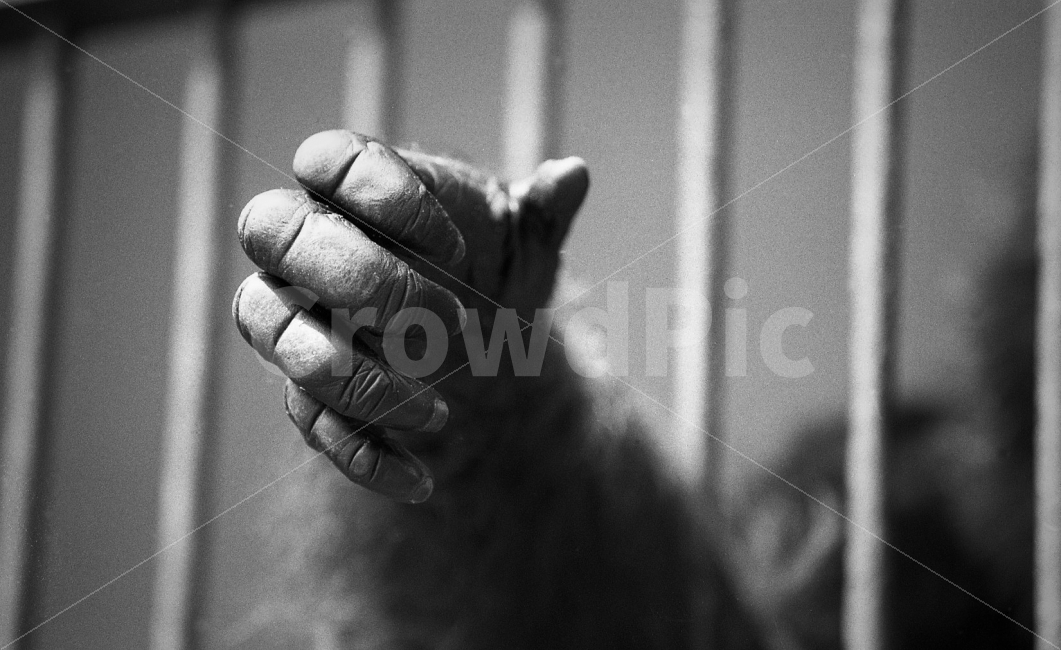 손,동물,feeling,흑백,감정,동물,animal,포유류,mammal,흑백,모노톤,monochrome,black and white