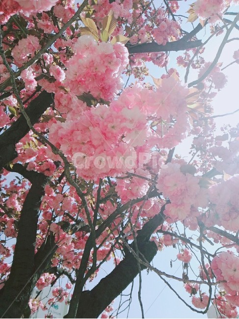 식물,꽃,벚꽃,flower,blossom,봄,계절,spring,season,식물,자연,plants,nature,꽃,flower,plant,cherry blossom