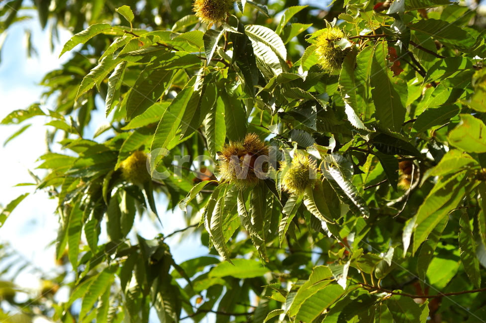 leaf,잎,식물,plant,밤,밤나무,나무,밤송이