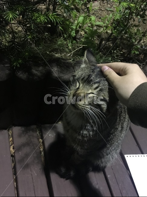 고양이,야옹이,검은고양이,줄무늬고양이,애옹이