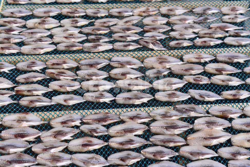 건어물,수산물,건조,동물,fish,물고기,animal,해양생물,stockfish,driedfish,음식,식자재,식재료,푸드,food,반찬거리,튀김용,찜용,배경,바탕,백그라운드,토종,국산,우리것,바닷물고기,담백한맛,어린고기,수산시장,해물,어시장,수산물,해산물,fishery products,seafood