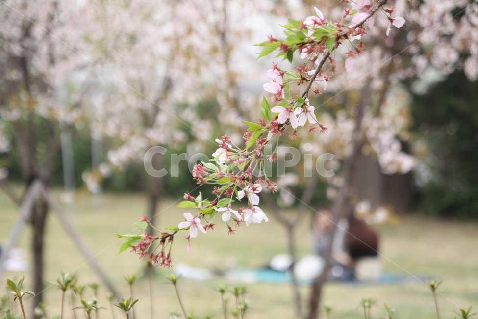꽃,꽃놀이,벚꽃,소풍,봄,피크닉,계절,spring,season,flower,cherryblossom,picnic