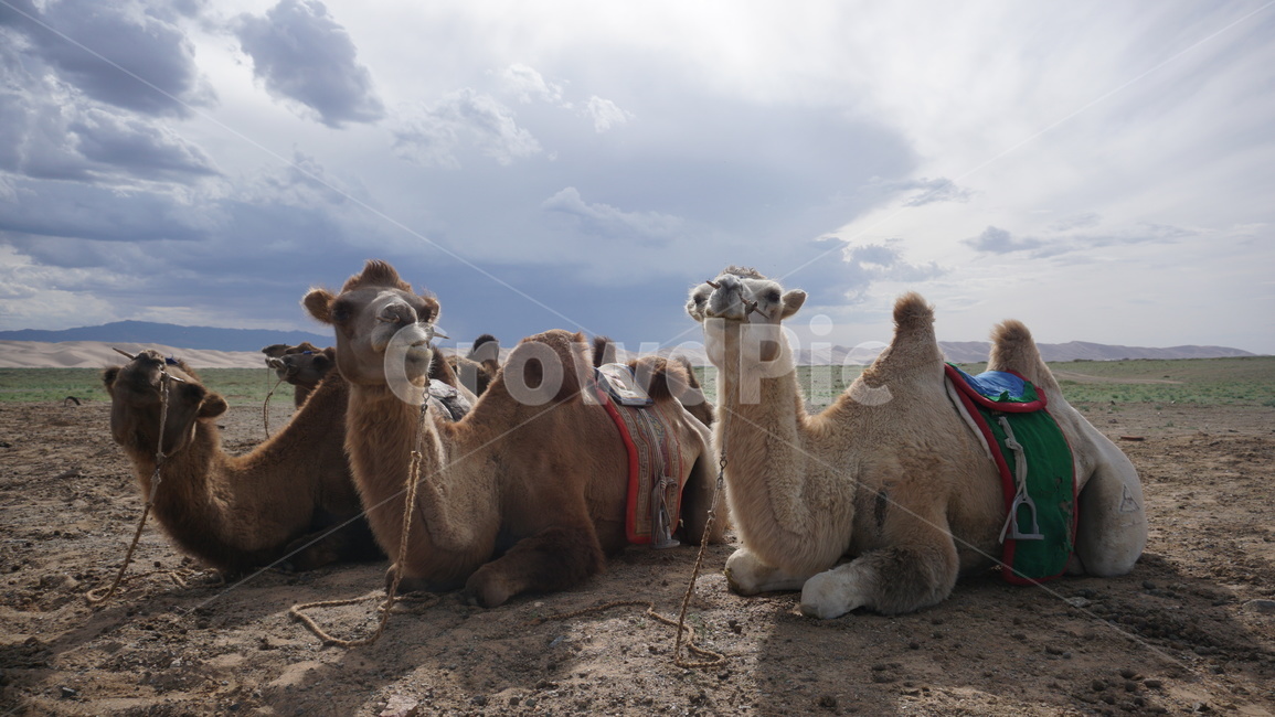 낙타,camel,사막,몽골,mongolia,쌍봉낙타,동물,animal,포유류,mammal