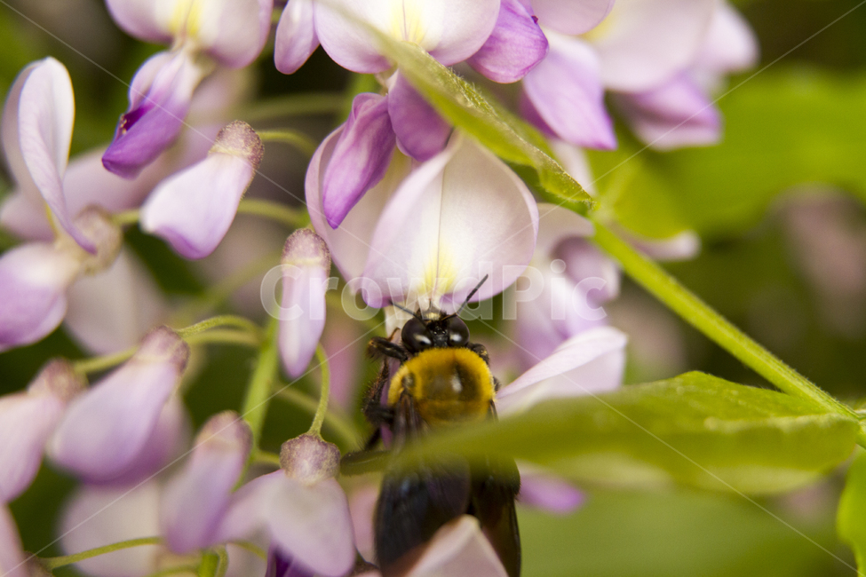 봄,배경,호박벌,꽃,자연,녹색,곤충,동물,근접촬영,야외,낮,flower,nature,green,insect,animal,closeup,outdoors,daylight,carpenterbee,bombusignitus,식물,자연,plants,nature,꽃,flower,동물,animal,곤충,벌레,insect,bug