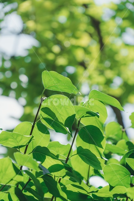 식물,나뭇잎,여름,초록색,자연,summer,green,plant,leaf,아웃포커싱,vibrant