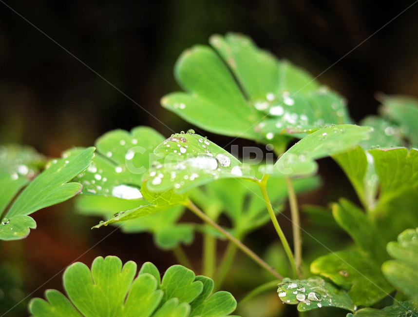 빗방울,물방울,자연,비오는날,초록,식물,자연,plants,nature,비,비오는날,rain,rainy