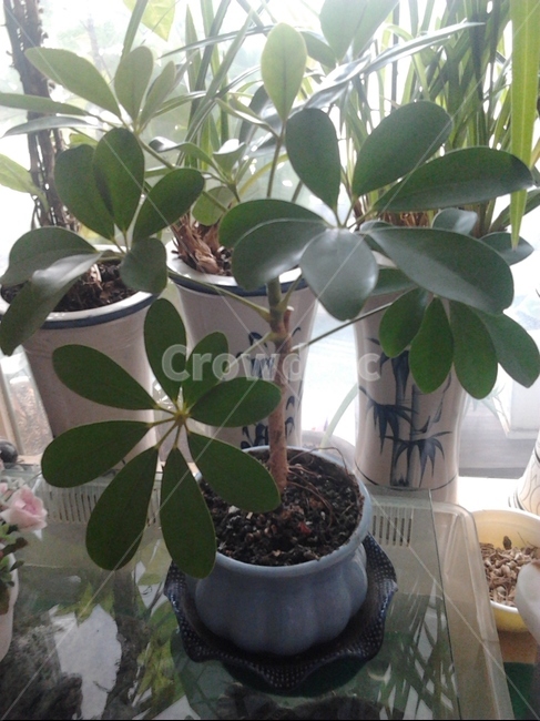 화분,홍콩야자,베란다,조화로움,란,실내용화초,화분,화초,house plant