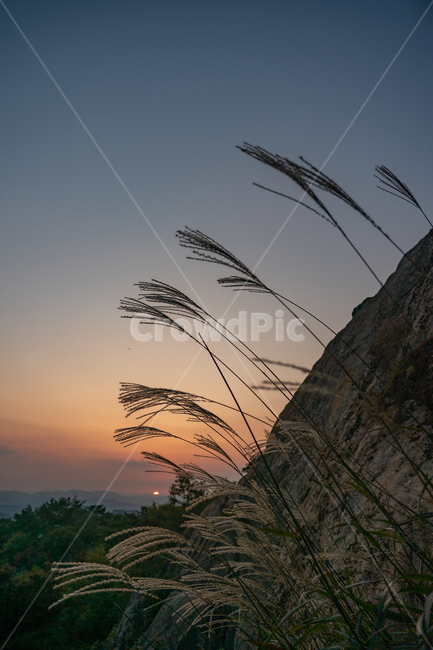 일몰,sunset,sundown,cloud,억새,redsky,붉은하늘,황혼,nature,자연,자연,풍경,nature,landscape,식물,plants