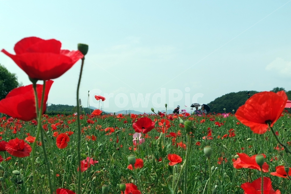 꽃양귀비,양귀비,양귀비꽃,붉은색꽃,꽃사진,양귀비축제,식물,자연,plants,nature,꽃,flower