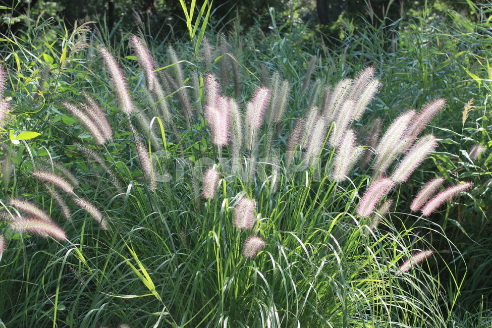 plant,식물,grass,잔디,부들,힐링,흐드러지는,식물,자연,plants,nature