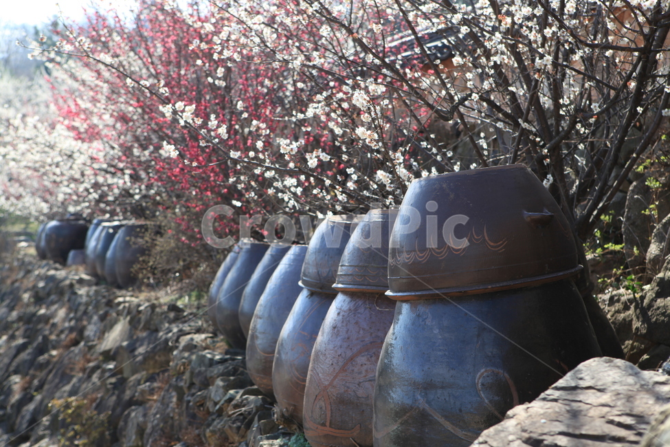 봄,장독대,장독대와매화,한국,전통,매화꽃,봄,계절,spring,season,한국전통,한국문화,korean traditional,korean culture,사물,물건,오브젝트,thing,object,matter,plant,식물