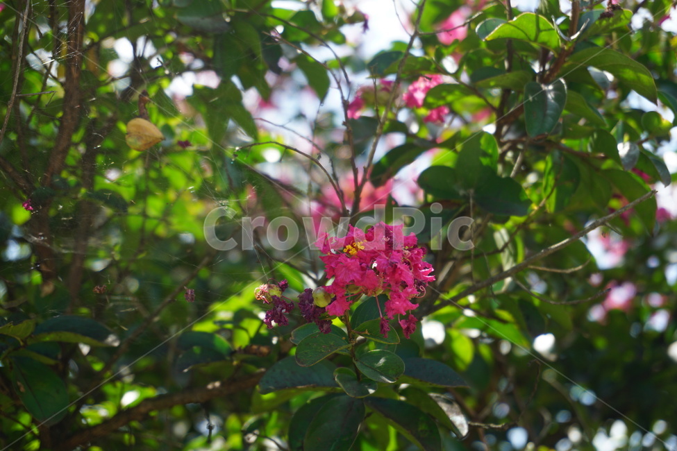 핑크,자연,나무,하늘,아웃포거싱,근접,식물,자연,plants,nature,꽃,flower