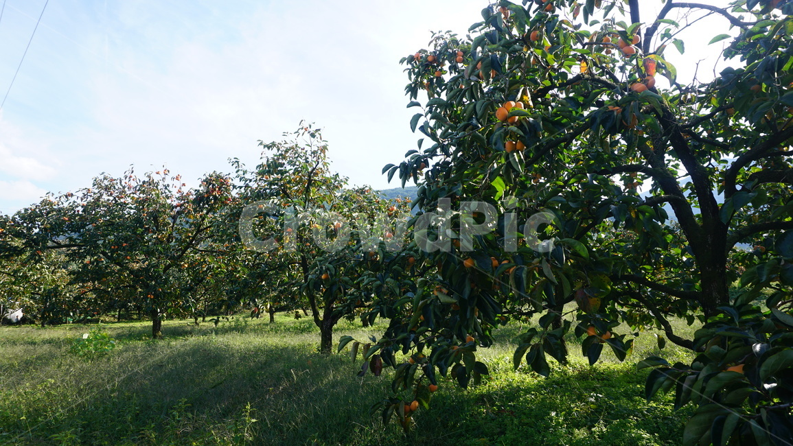 가을,감,감나무,계절,수확,주황색,자연,풍경,nature,landscape,식물,plants,과일,열매,fruit,plant,food,음식,apricot,살구