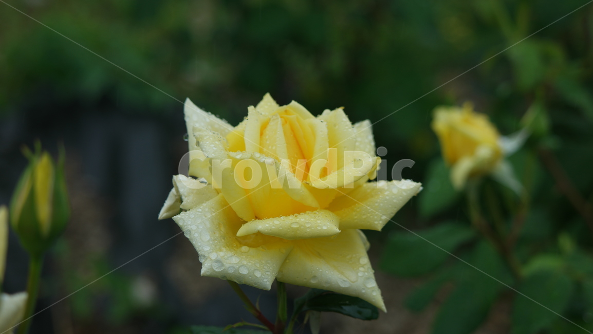 장미꽃,장미,장미원,로즈,로즈가든,식물,자연,plants,nature,꽃,flower