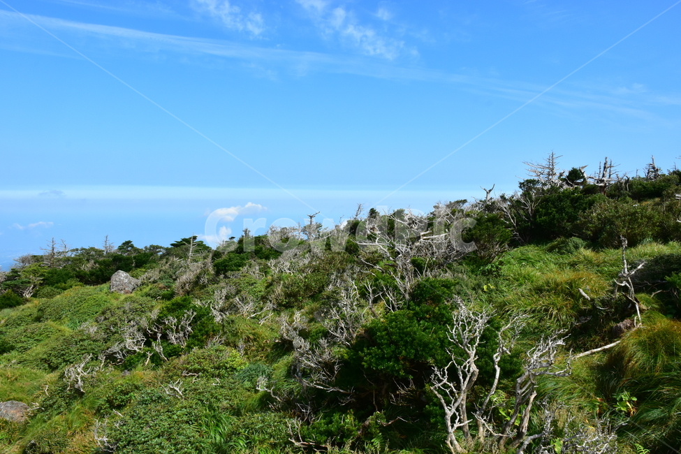 영실,한라산,제주,기암괴석,절경,자연,풍경,힐링,여름,계절,탐방,등산,season,nature,landscape,한국자연풍경,한국자연경관,korea,naturelandscape,제주도,jeju,jejuisland,자연,풍경,nature,landscape,한국자연풍경,한국자연경관,korea nature landscape,제주도,jeju,jeju island,vegetation,초목,plant,식물,outdoors,옥외,bush,부시,land,땅