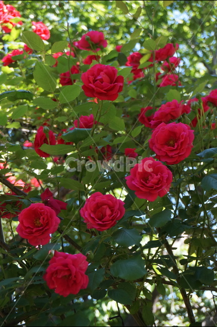 장미,장미꽃,빨강,빨간색,5월,풍경,계절,식물,자연,plants,nature,꽃,flower