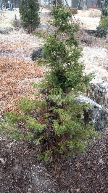 나무,자연,배경,tree,그린,식물,자연,plants,nature,나무,trees,wood