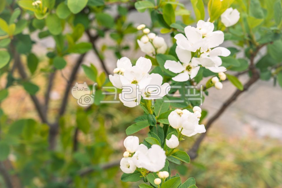 flower,spring,spring flower,spring feeling,april,plant,nature,tree,spring,white,white flower,zelkova tree,green,light green