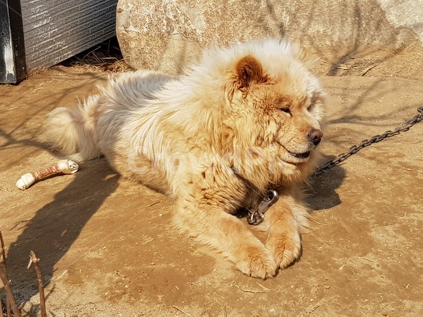 개,dog,강아지,대형견,pet,동물,animal,포유류,mammal,개,강아지,dog,doggy