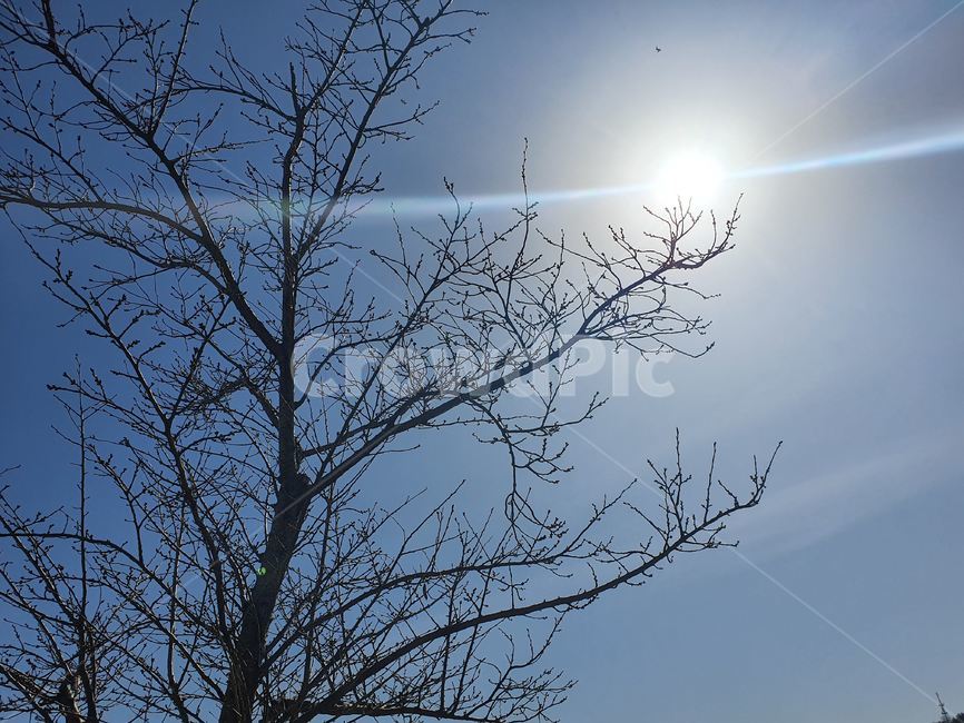 outdoors,옥외,자연,nature,plant,식물,tree,나무,하늘,봄,봄날,공원,forest,sky,spring,park,울산,울산대공원,대공원
