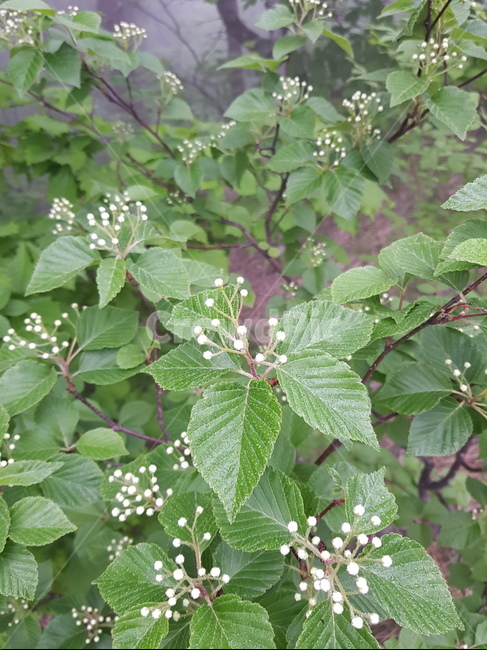 자연,풍경,풀,꽃,초록잎,초록색