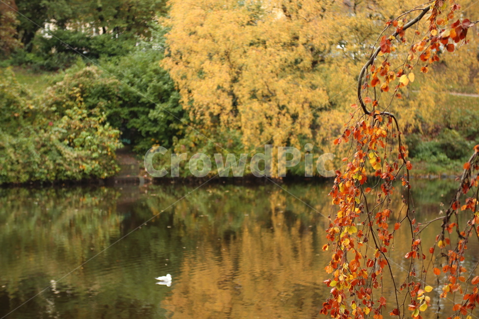 tree,나무,색체,반영,호수,lake,red,yellow,fall,가을,단풍