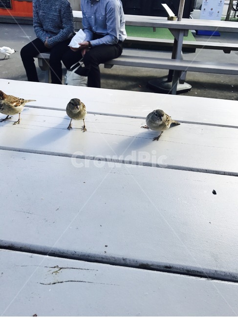 참새,동물,새,조류,자연,동물,animal,조류,새,birds