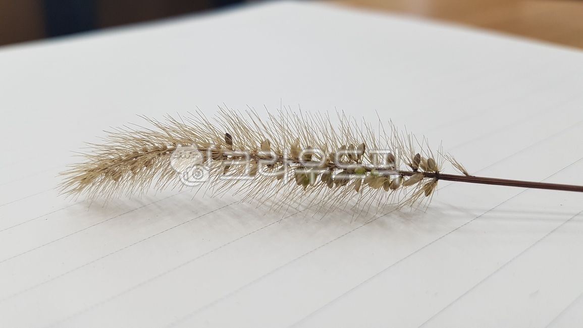 note,Reed,lined notes,white note,autumn