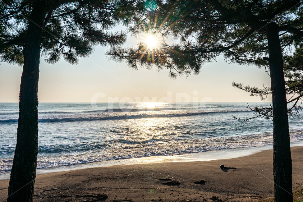바다,sea,아침바다,강원도바다,소나무,해변,바다,beach,sea