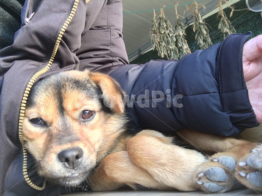 개,강아지,발,강아지젤리,졸림,동물,animal,포유류,mammal,개,강아지,dog,doggy