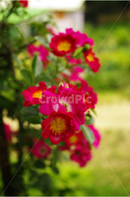 장미,꽃,식물,flower,color,nature,자연,식물원,식물,자연,plants,nature,꽃,flower