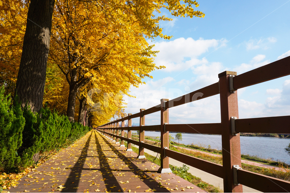 은행나무길,가을,노랑,풍경,데크길,가을,계절,fall,autumn,season,자연,풍경,nature,landscape,한국자연풍경,한국자연경관,korea nature landscape,handrail,난간,banister,railing
