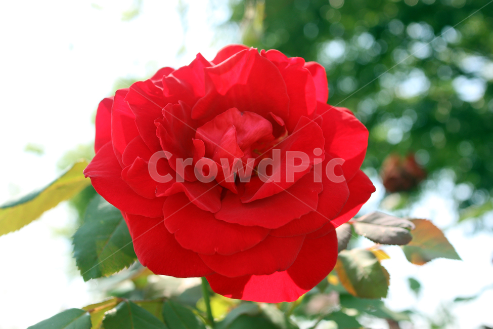 장미,붉은장미,rose,자연,꽃,플라워,식물,flower,식물,자연,plants,nature,꽃,flower