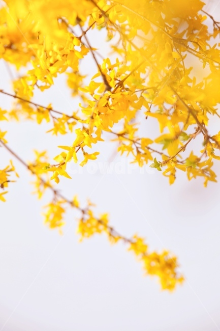 개나리,봄,꽃,노란색,따뜻함,봄,계절,spring,season,식물,자연,plants,nature,꽃,flower,plant,leaf,잎