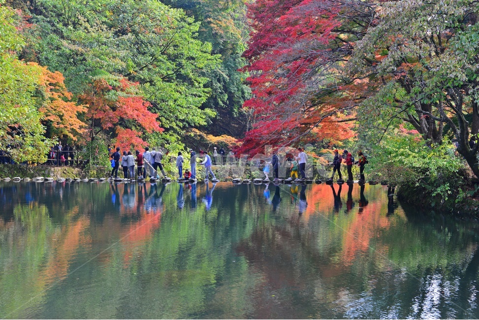 장성,백양사,백암산,추색,백양사가을,가을,계절,추경,단풍,연못,반영,단풍잎,만추,plant,식물,tree,나무,nature,자연,water,물,outdoors,옥외,등산객,징검다리,가을,계절,fall,autumn,season