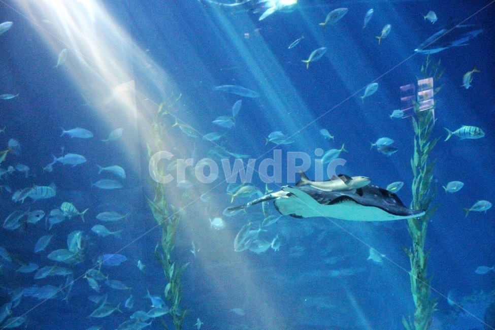 아쿠아리움,제주,물고기,빛,가오리,photo,동물,animal,어류,물고기,fish
