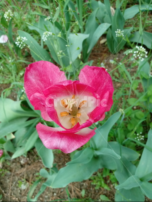 tulip,백합과,구근초,여러해살이화초,꽃,튤립,빨강색,봄,식물,자연,springseasonflower