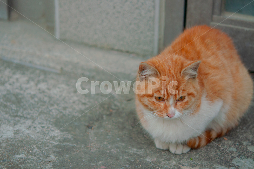 귀여운,수염,털,야생,배경,포유류,고양이,동물,애완동물,cute,beard,fur,wild,background,mammals,cats,animals,pets,동물,animal,포유류,mammal,고양이,cat,kitten,kitty