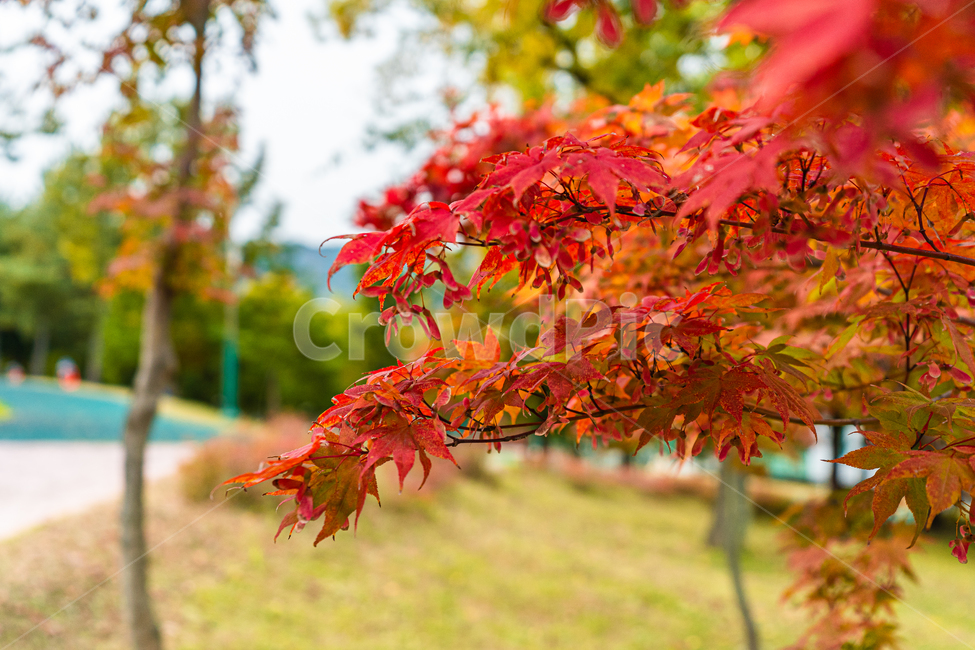 plant,식물,leaf,잎,maple,단풍,가을,autumn,fall,가을,계절,fall,autumn,season,tree,나무