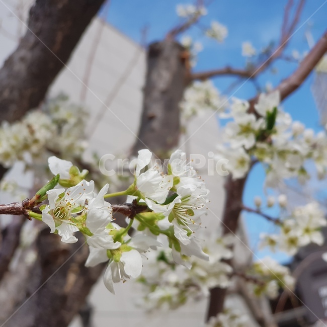 plant,식물,정원,하얀꽃,꽃,flower,사과꽃,사과