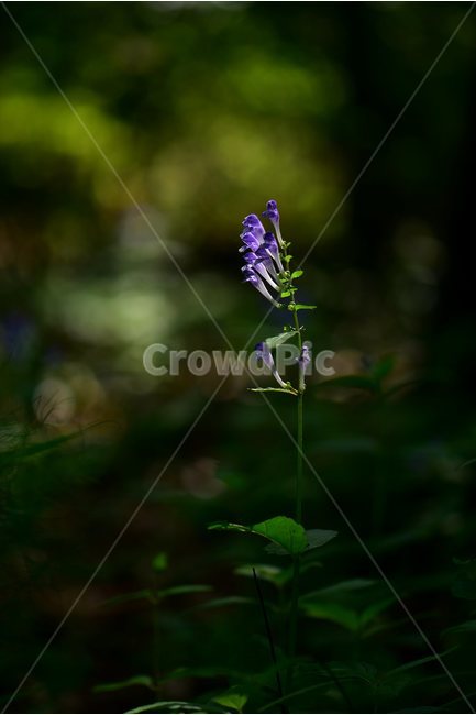 광릉골무꽃,꿀풀과,골무꽃속,야생화,봄,꽃,plant,wild,flower,자연,생태,식생,풀꽃,식물,자연,plants,nature,꽃,flower