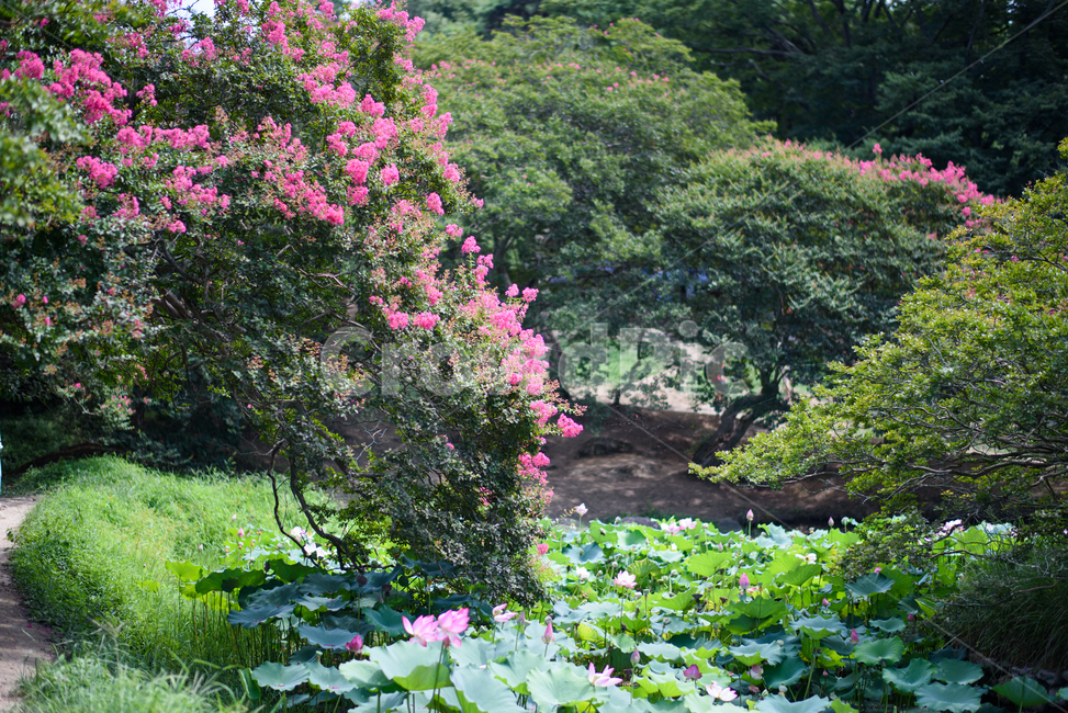 여름,여름꽃,배롱나무꽃,배롱나무,담양,명옥헌원림,여름,계절,summer,season,자연,풍경,nature,landscape,plant,식물,outdoors,옥외,garden,정원,arbour,정자,blossom,꽃,flower