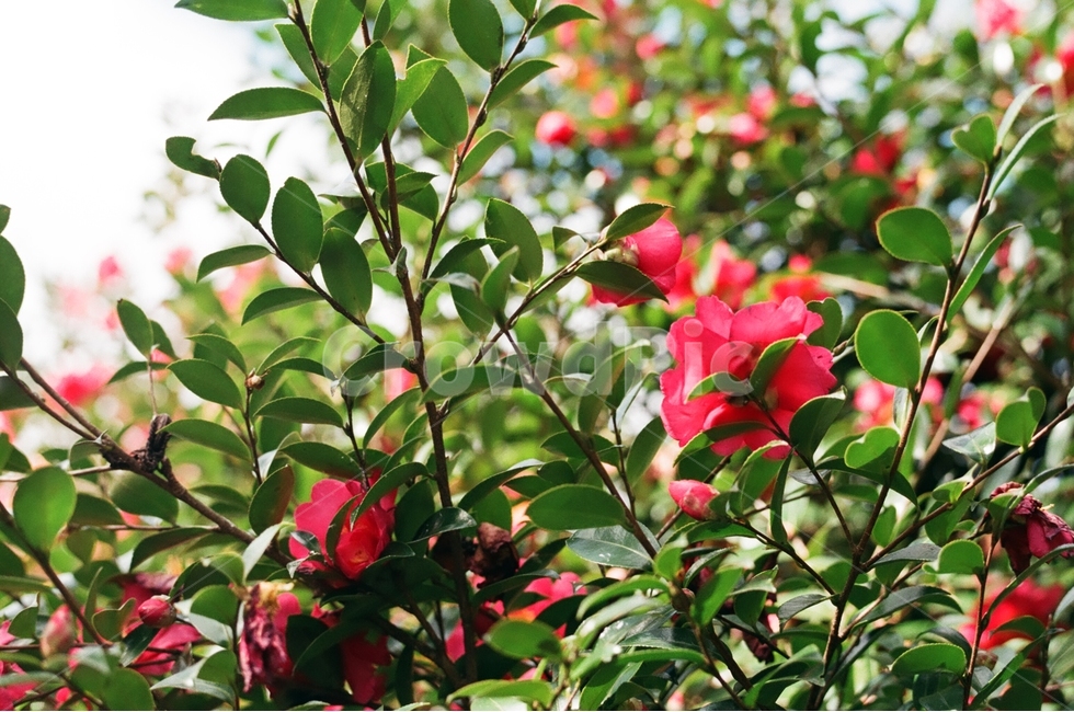 제주도,겨울,동백꽃,겨울동백,필름사진,감성,식물,자연,plants,nature,꽃,flower,감성,sensible,feeling