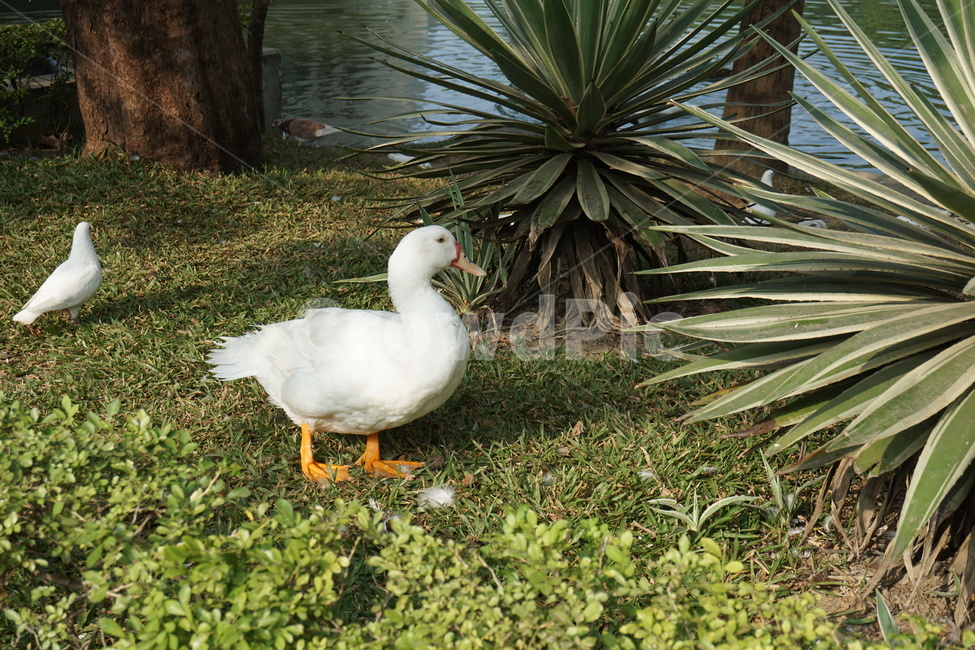오리,새,동물,흰오리,duck,bird,animal