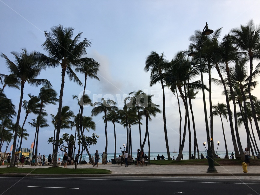 하와이,여행,휴가,선셋,바다,야자수,풍경,자연,풍경,nature,landscape,해변,바다,beach,sea,해외,외국,세계,foreign,oversea,world,세계자연풍경,해외자연풍경,외국자연풍경,world nature landscape,tree,나무,palm tree,plant,식물,asphalt,아스팔트